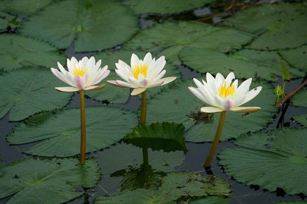 national-flower-shapla-of-bangladesh-steemit